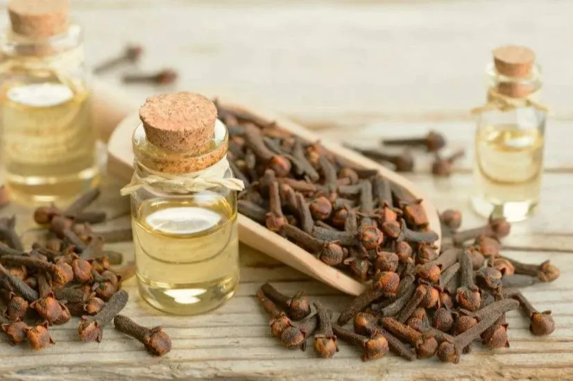 Clove oil 1 LTR